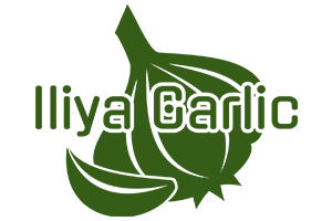 Iliya Garlic